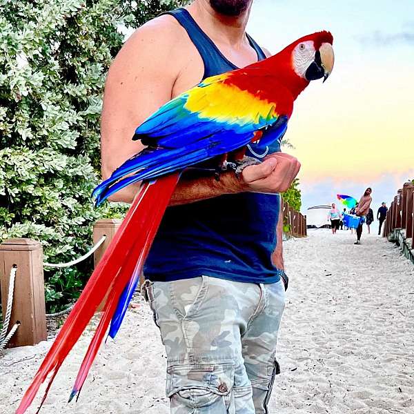 macaw-for-sale-in-miami-shores-fl