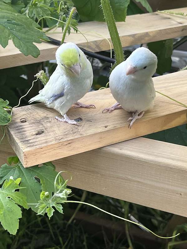 pacific-parrotlet-for-sale-in-boston-ma