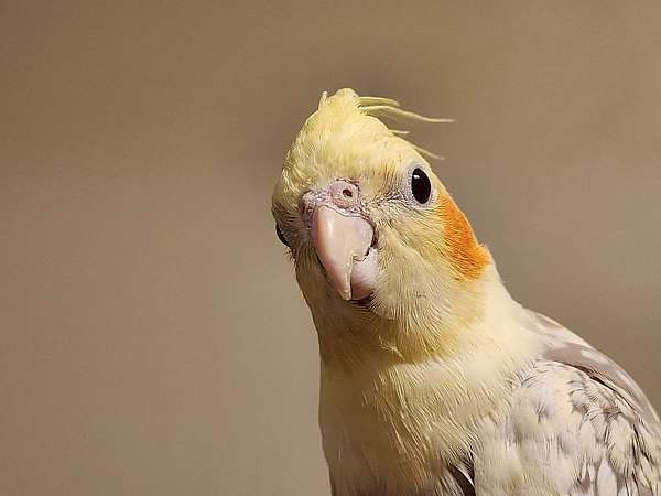 cockatiel-for-sale