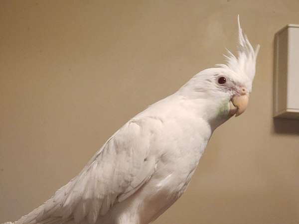 young-cockatiel-for-sale