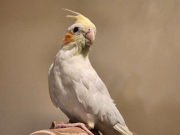 pet-bird-for-sale