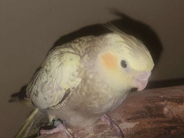 pet-bird-for-sale