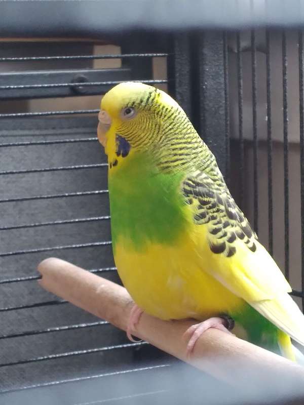 green-yellow-bird-for-sale-in-rhode-island