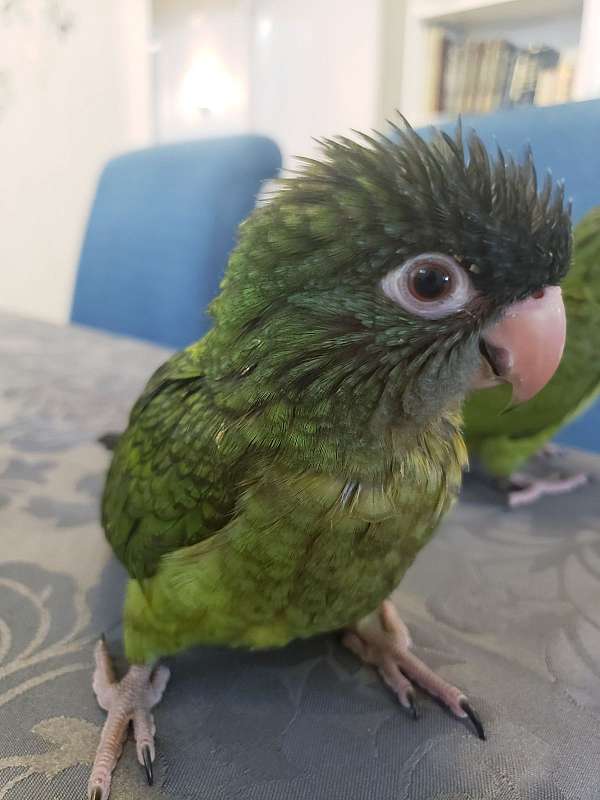 blue-crown-conure-for-sale-in-brooklyn-ny