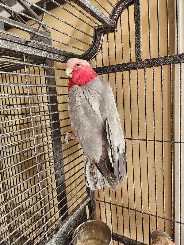 cockatoo-for-sale-in-long-beach-ca
