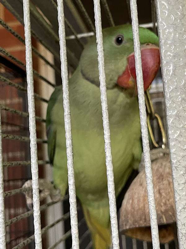 alexadrine-parakeet-for-sale