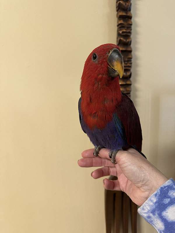 baby-eclectus-parrots-for-sale