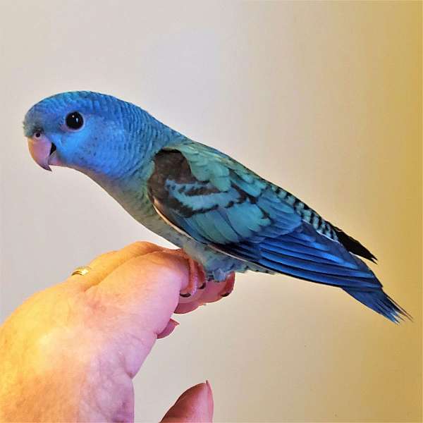 lineolated-parakeet-for-sale-in-newville-pa