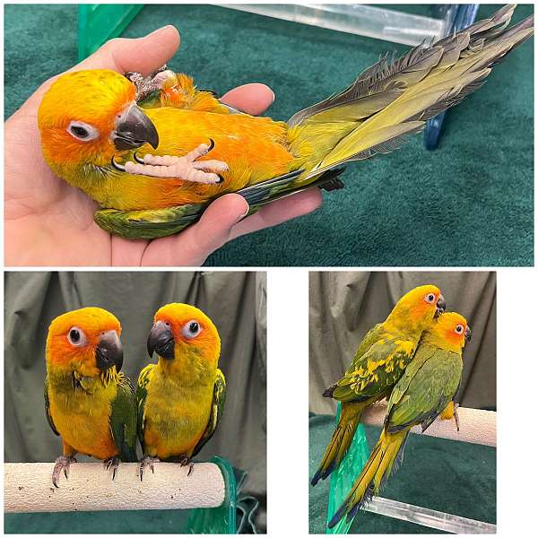 sun-conure-for-sale-in-dundee-fl