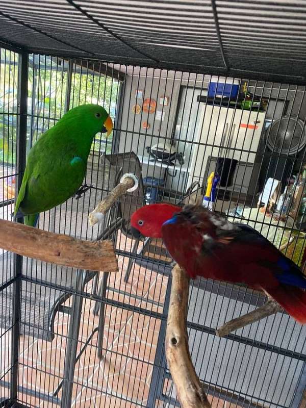 tame-wild-eclectus-parrots-for-sale