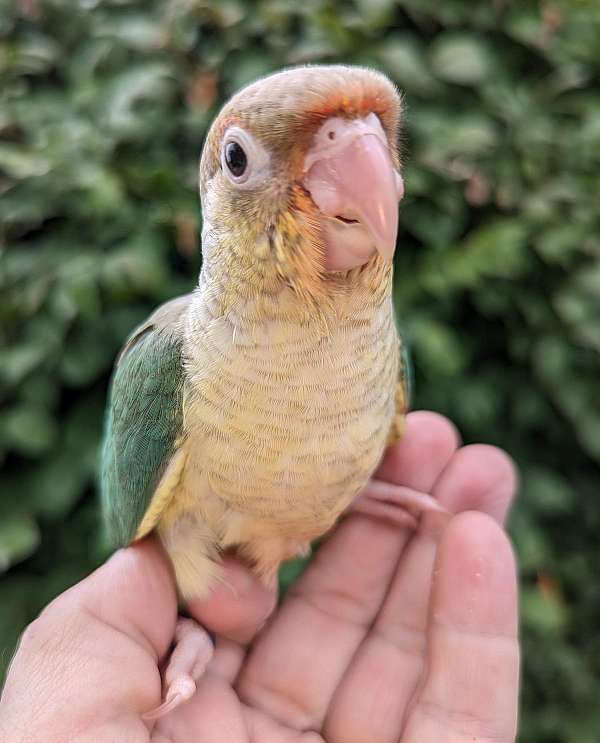 green-cheek-conure-for-sale-in-limerick-pa