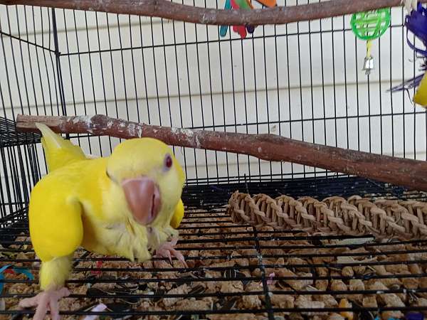 yellow-bird-for-sale-in-okeechobee-fl
