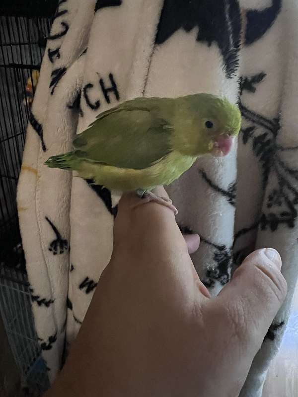 parrot-parrotlet-for-sale-in-louisiana