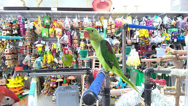 fancy-handfed-parakeet-for-sale
