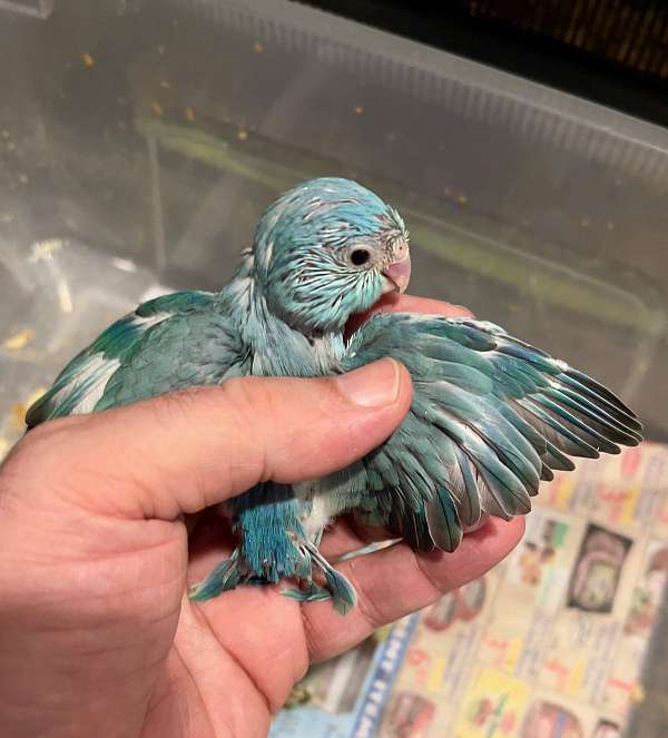 blue-bird-for-sale-in-warwick-ri