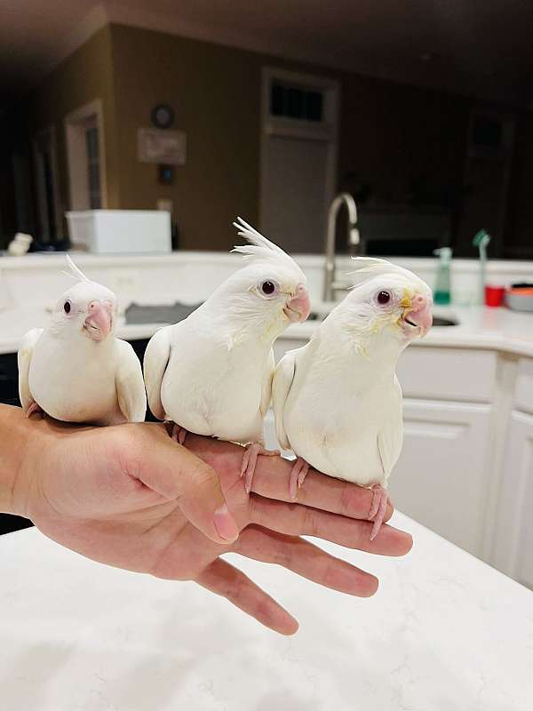 albino-bird-for-sale-in-clarksburg-md