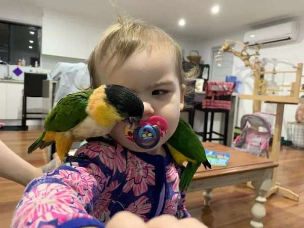 eclectus-parrots-for-sale-in-amherst-ns