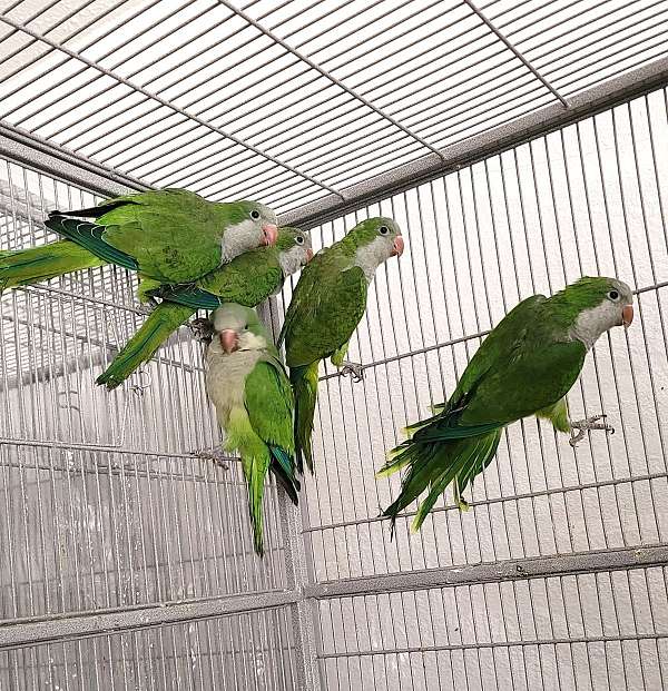 green-conure-quaker-parrots-for-sale
