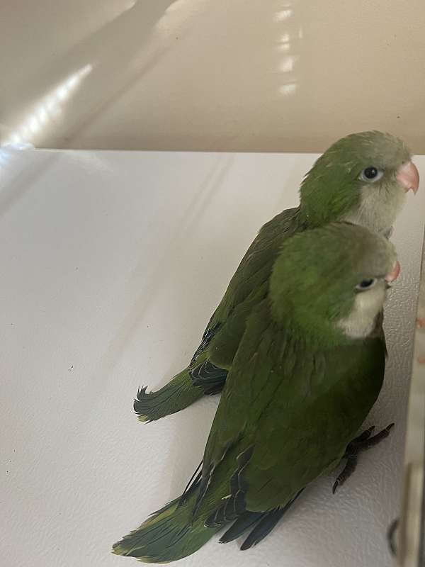 parrot-for-sale-in-syracuse-ny