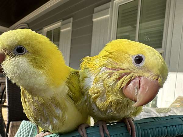 yellow-bird-for-sale-in-raleigh-nc