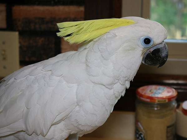triton-cockatoo-for-sale-in-saint-paul-mn