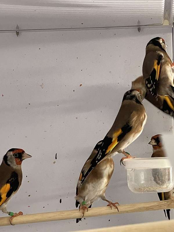 goldfinch-finch-for-sale-in-maryland