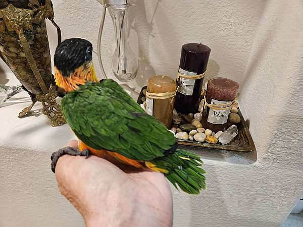 caique-black-headed-caique-for-sale-in-fort-worth-tx