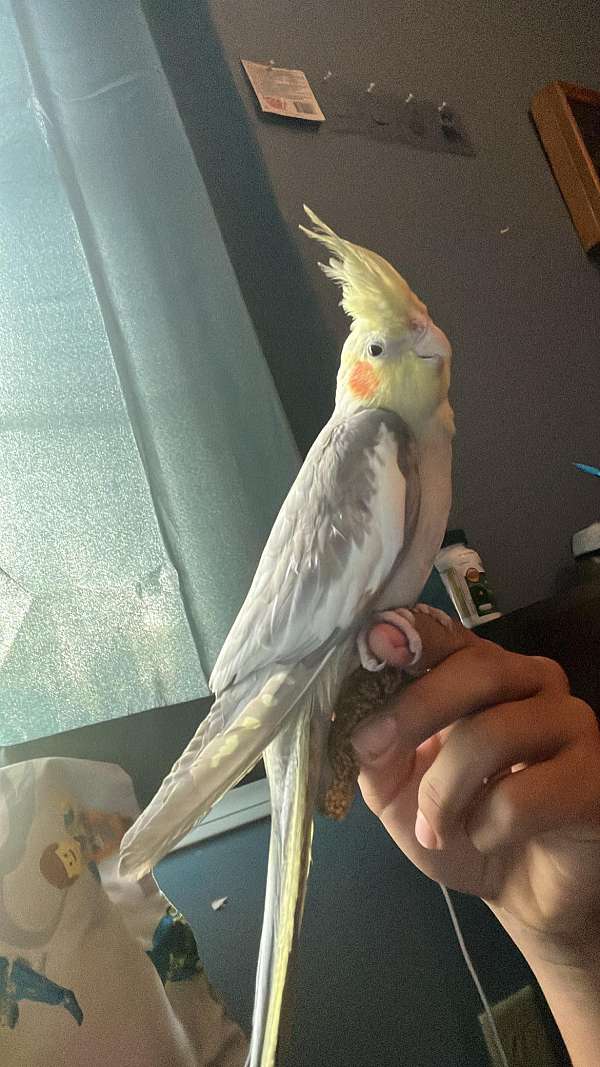 baby-young-cockatiel-parrot-for-sale