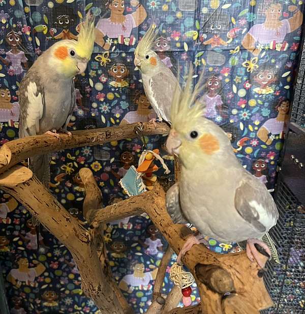 homing-bird-for-sale-in-fort-worth-tx