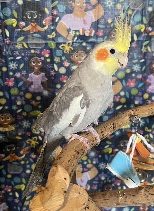 cockatiel-for-sale