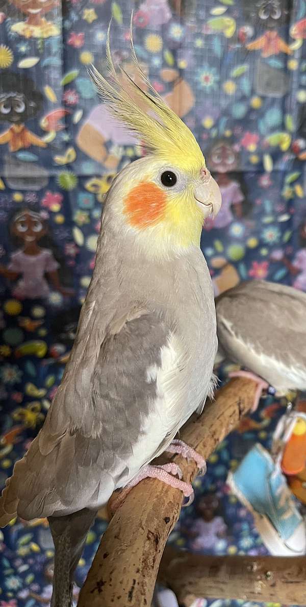 cinnamon-cockatiel-for-sale