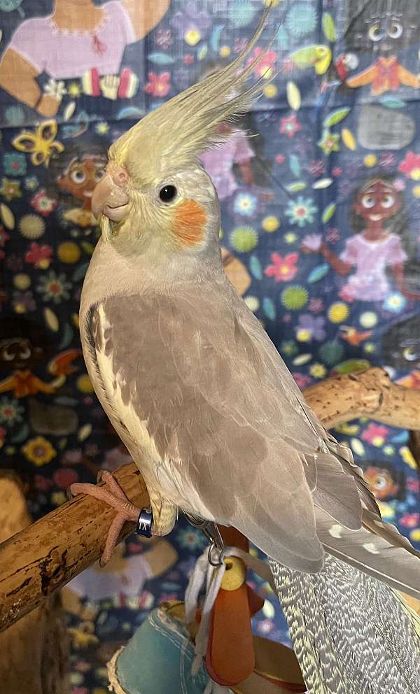 cockatiel-for-sale-in-fort-worth-tx