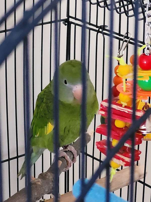 companion-playful-parakeet-for-sale