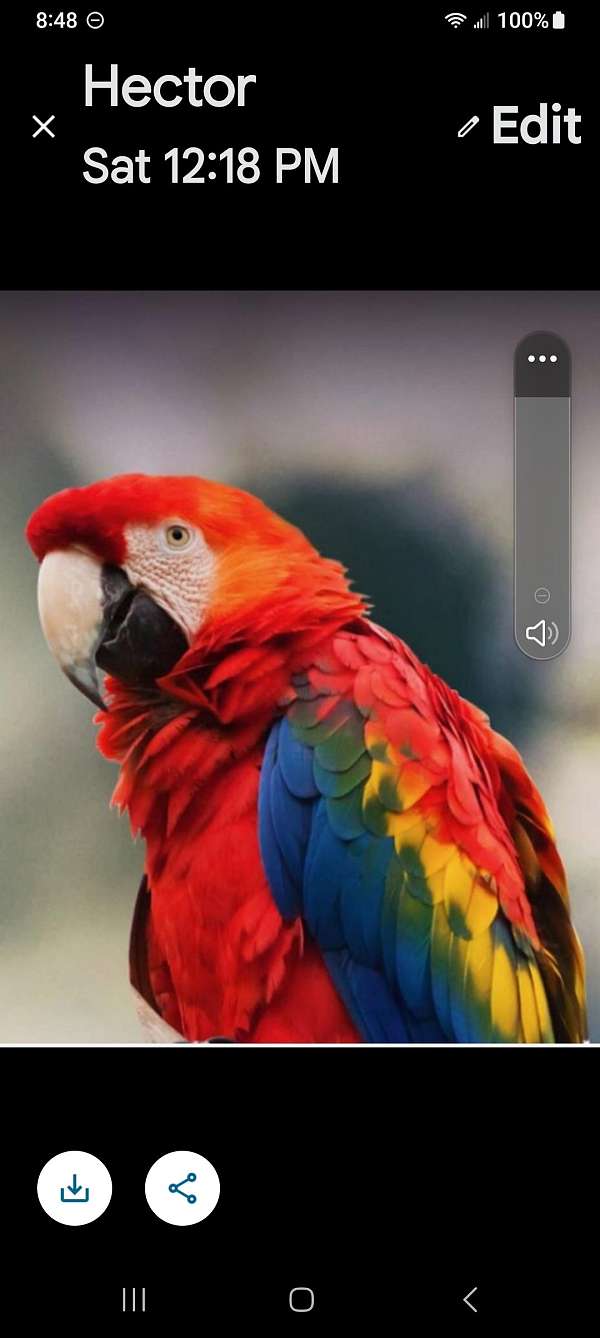 scarlet-macaw-for-sale-in-sanford-fl