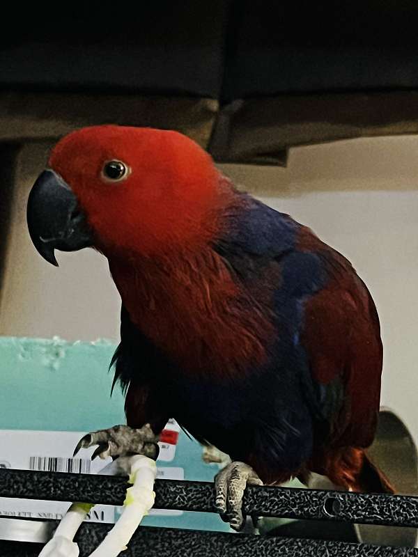 1year old Eclectus