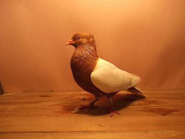 medium-gold-white-bird-for-sale