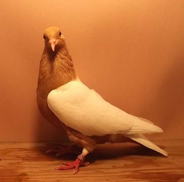 adult-gold-white-bird-for-sale