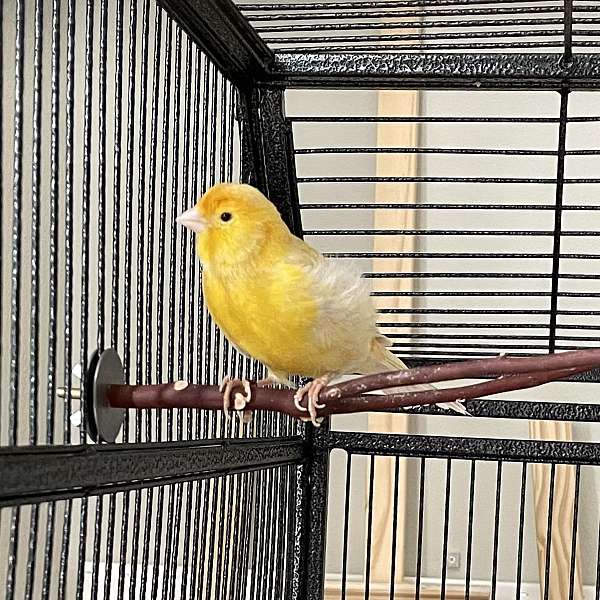 Male Yellow Canary