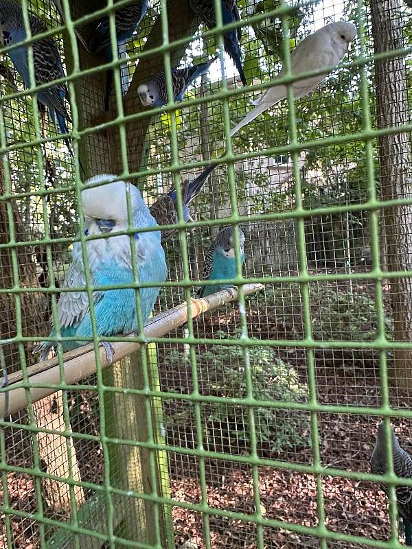 parakeet-for-sale