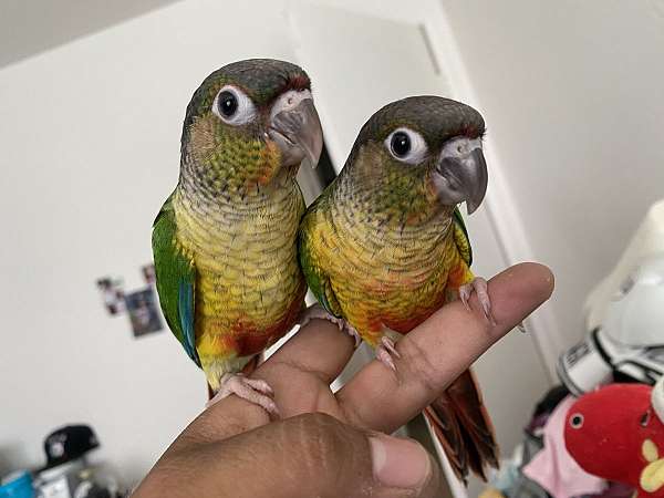 playful-tame-bird-for-sale-in-san-diego-ca