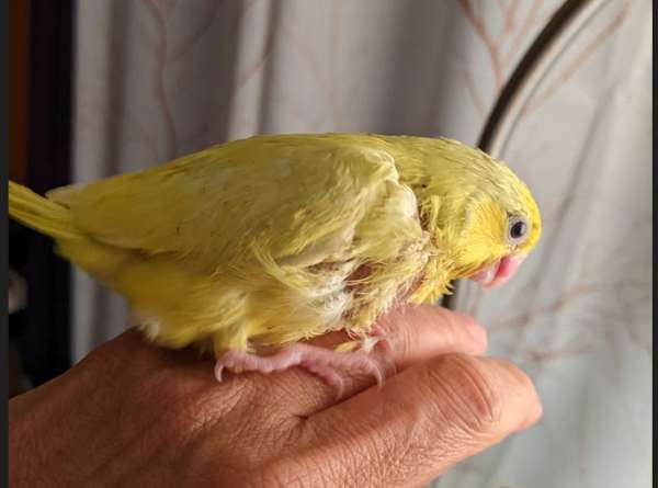 pacific-parrotlet-for-sale-in-homestead-pa
