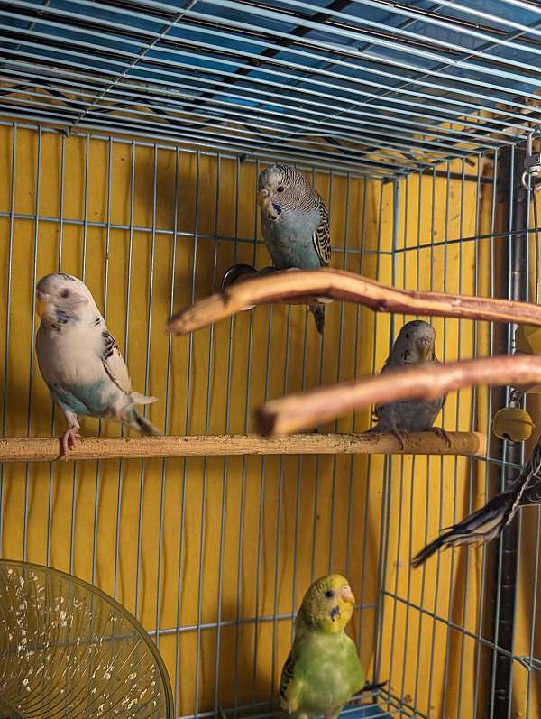 budgerigar-parakeet-for-sale