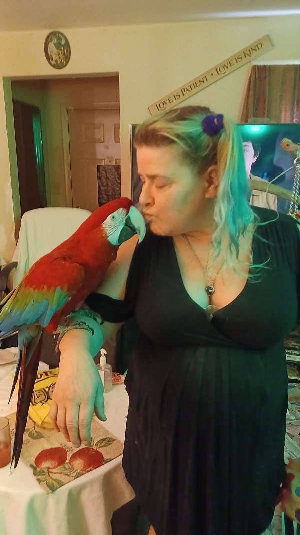 green-wing-macaw-for-sale-in-woonsocket-ri