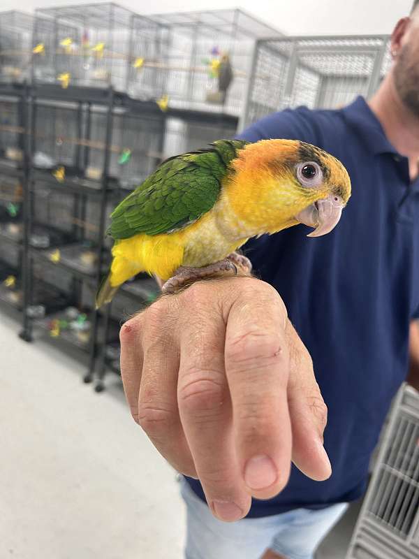 white-bellied-caique-for-sale-in-denver-co