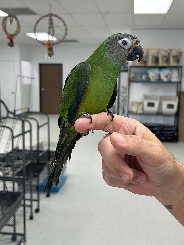 red-dusky-conure-for-sale