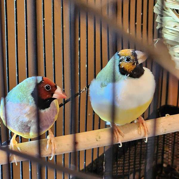 bird-for-sale-in-chesterfield-mi