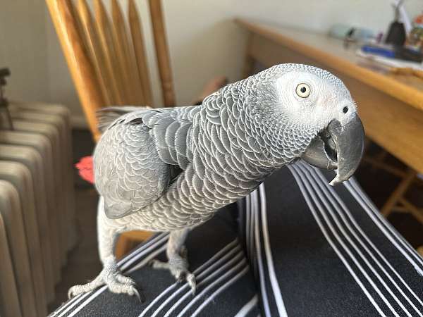 congo-african-grey-parrot-for-sale-in-cressona-pa