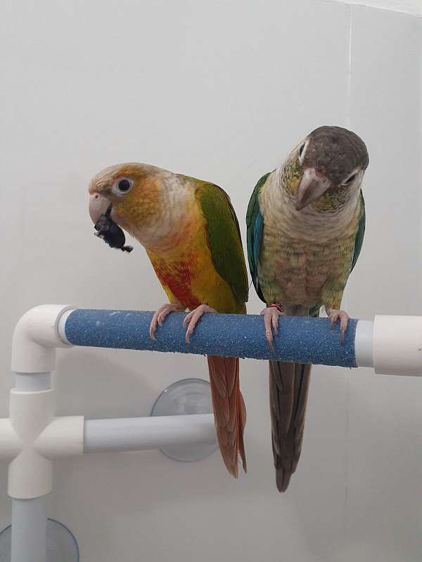 green-cheek-conure-for-sale-in-bismarck-nd