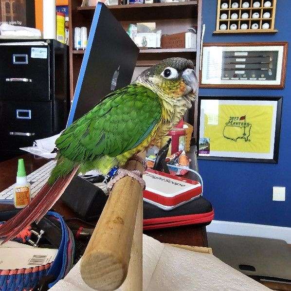 green-cheek-conure-for-sale-in-draper-va