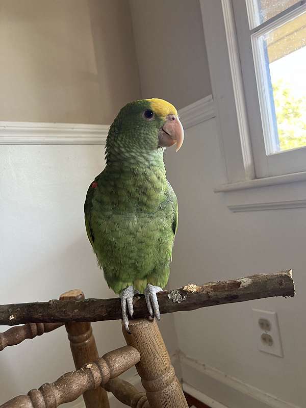 amazon-parrot-for-sale-in-batesburg-sc